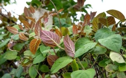 Hiệu quả chữa bệnh đau xương khớp, tiêu hoá, gút..từ lá mơ lông