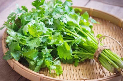 Những tác dụng của ngò rí (rau mùi) đối với sức khỏe