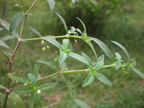 Bài thuốc chữa ung thư cứu đời người nghèo chỉ từ 2 vị thuốc đơn giản