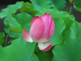 Tuyển tập 20 bài thơ – Hoa Đạo Pháp 1