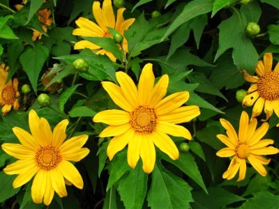 Đời hoa dã quỳ