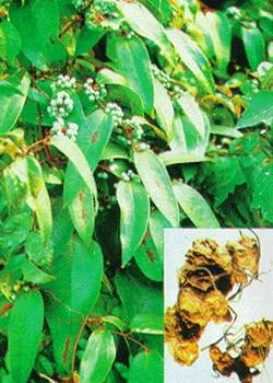 Đông y trị đau thần kinh tọa