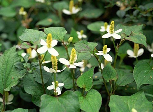 Chữa sỏi thận từ diếp cá khiến sỏi tự tan không cần mổ