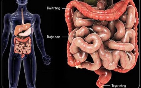 99% các bệnh ung thư là do chúng ta tự đầu độc đại tràng của mình