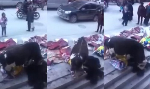 Chứng kiến đồng loại bị giết phản ứng của con bò khiến người xem nghẹn lòng