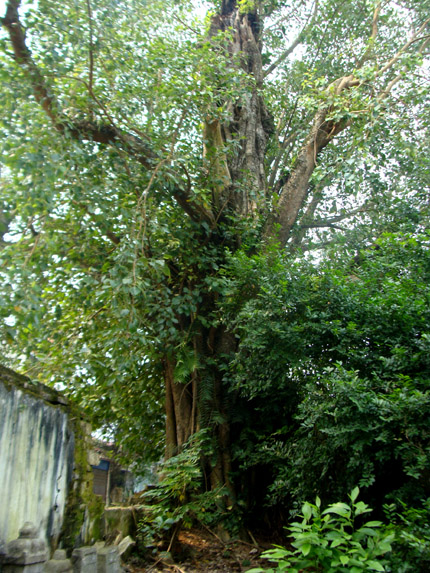 Sững sờ trước cửa chùa  2 “cụ” cây được định giá 150 tỷ đồng!