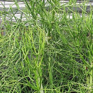 Bài thuốc tự chế “vĩnh biệt” bệnh xoang không tốn tiền