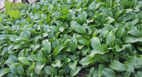 Thoát ung thư gan kỳ diệu nhờ bài thuốc Nam tự chế