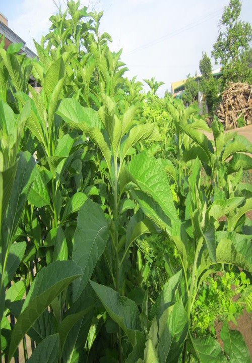 Những bài thuốc trị bệnh cực kỳ hiệu quả từ cây và lá mật gấu