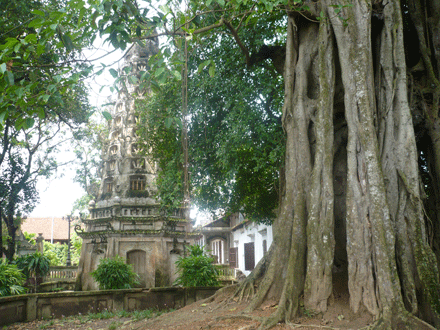 Lạ kỳ cây thị tiêu diệt mọi xe ủi mon men lại gần