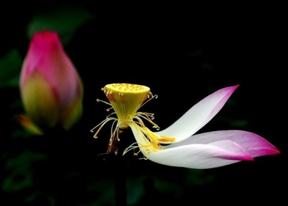 Chắc chắn có một ngày