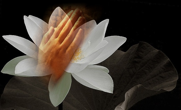 Chắp tay trong cõi vô thường