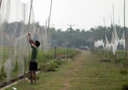 Tiếng chim kêu xé lòng