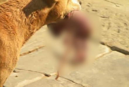 Cư dân mạng ca tụng chú chó cứu sống một hài nhi bị vứt bỏ 