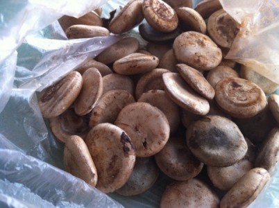 Thực hư bài thuốc chữa bệnh tai biến nằm liệt trở nên khỏe mạnh