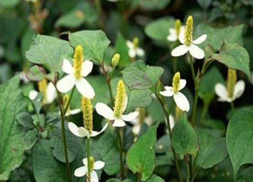 Bài thuốc chữa khỏi bệnh trĩ nặng bằng thảo dược dễ kiếm