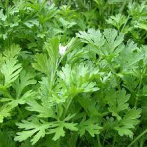 Một bài thuốc chữa khỏi bệnh trĩ