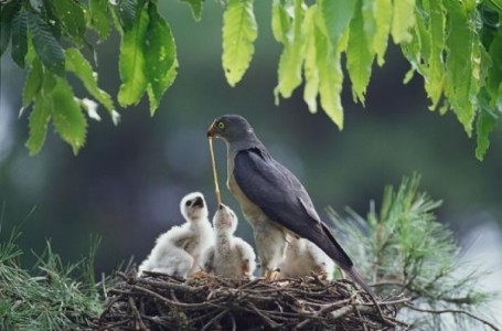 Chuyện chị Hải Âu nuôi chim