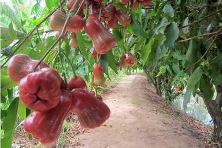 Có bốn hạng người như trái cây