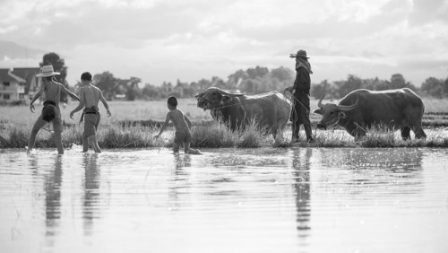 Con trâu là bạn hay thực phẩm của con người?