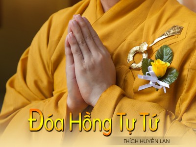Đóa hồng tự tứ