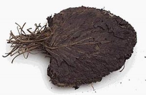 10 vị thuốc quý cho thai phụ