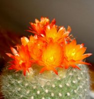 Những vị thuốc mang tên rồng