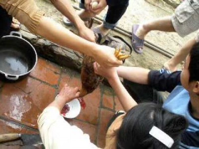 Quả báo cho những người sát sanh gà