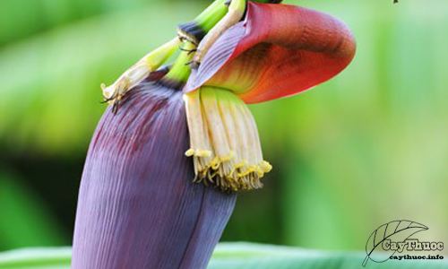 Chữa bệnh từ hoa chuối