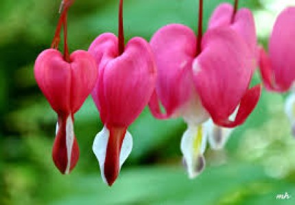 Hương của hoa yêu thương