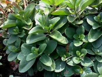 Bài thuốc dân gian chữa hóc xương người và gia súc hiệu quả