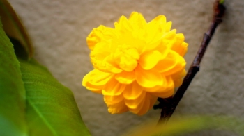 Độc đáo hoa mai nở 120 cánh