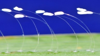 Soi "hoa lạ 3000 năm" dưới kính hiển vi