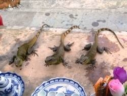 Nhiều người khấn vái tiễn ba con 'rồng thần' về núi