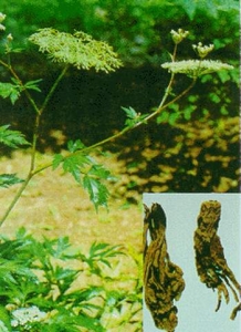 Bài thuốc trị chứng chóng mặt, ù tai