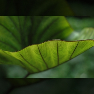 Báo Hiếu và Bồ Đề Tâm