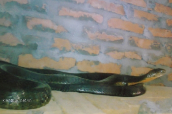 Kỳ lạ rắn hổ chúa bò vào nhà dân và nghe lời gia chủ