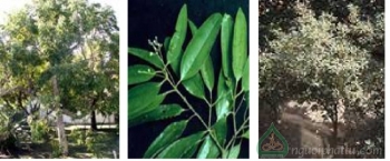 Tìm hiểu một bài thơ xuân của Vương Duy