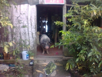 Đồng Tháp: Kỳ lạ heo biết giữ nhà và...ăn chay