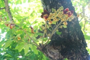 Huế: Cây Vô ưu cổ nhất bỗng nở hoa đỏ rực trong lễ Phật đản