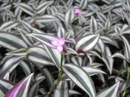 Viêm cầu thận có thể dùng thuốc Nam