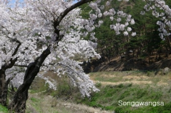 Hình ảnh Đèn, Hoa Tổ đình Songwangsa Hàn Quốc đón mừng Phật Đản