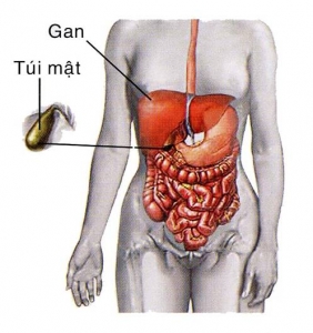 Sỏi túi mật, chứng bệnh mà ai cũng có thể mắc phải, vì sao?