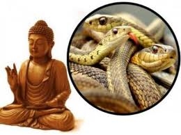 Mặt trái ít ngờ tới của việc phóng sinh