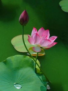 Thư kính dâng Thầy