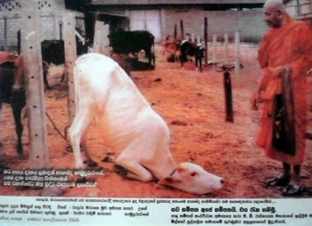 Bàn về clip chuột lạy Phật