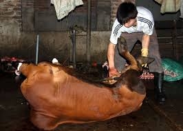 Chất độc của con vật trước khi chết sẽ ‘đầu độc’ nhân loại