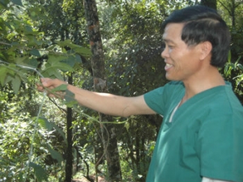 Bài thuốc chữa bệnh thoái vị đĩa đệm từ cây chìa vôi