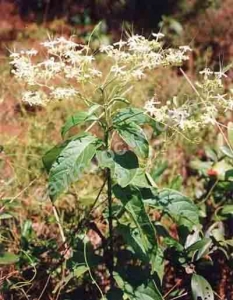 Đại thanh diệp - Vị thuốc thanh nhiệt, chữa viêm ruột, lỵ trực trùng