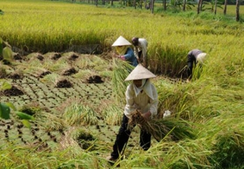 “Bồ Tát” nơi đồng ruộng